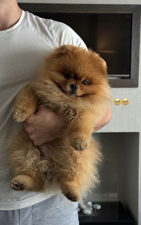 Cream Pomeranian Puppy, Pomeranian With Bow, Cute Dogs Pomeranian, Pomarainian Puppy, Pomeranian Dog Aesthetic, Pomeranian Puppy Aesthetic, Mocha Pomeranian, Pomeranian Aesthetic, Red Pomeranian