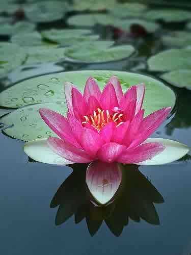 Lotus bloemen Best Sellers Books, New York Times Best Sellers, Nymphaea Lotus, Water Lilies Painting, Lotus Flower Pictures, Lily Lotus, Pink Water, Beautiful Pink Flowers, A Pond