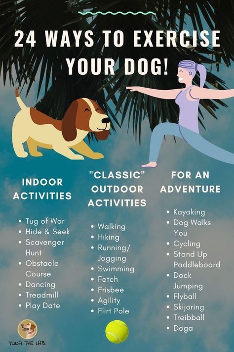 Lou Dog, Ways To Exercise, Dog Enrichment, Dog Health Tips, Dog Exercise, Dog Brain, Dog Facts, Dog Care Tips, Dog Activities