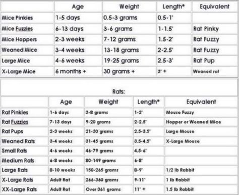 Rat/Mouse Size comparisson chart - Aussie Pythons & Snakes Ball Python Pet, Snake Breeds, Ball Python Care, Baby Ball Python, Cat Facts Text, Dragon Food, Snake Terrarium, Bearded Dragon Food, Snake Facts