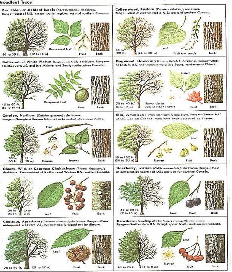 Identify trees with pictures - I like that this includes several views, including the bark of trees Identify Trees, Tree Leaf Identification, Identifying Trees, Leaf Identification, Types Of Trees, Tree Id, Tree Identification, Tree Study, Plant Identification