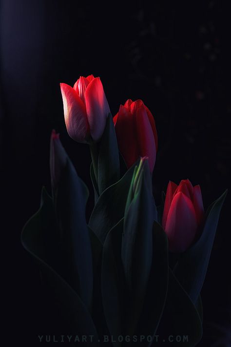 Orchid Care, Beautiful Flowers Wallpapers, Red Tulips, Foto Art, Flower Phone Wallpaper, Rose Wallpaper, Tulips Flowers, Exotic Flowers, Flower Beauty