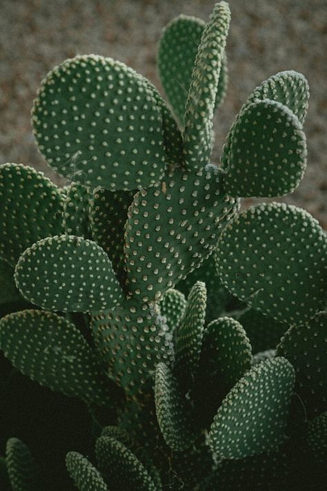 Opuntia Cactus, Desert Pictures, Opuntia Microdasys, Cactus Images, Cactus House Plants, Cactus Pictures, Indoor Cactus, Cactus Planta, Barrel Cactus