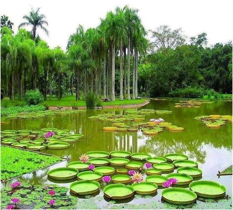 Tanaman Air, Taman Air, Magic Places, Image Nature, The Pond, Alam Yang Indah, Water Lilies, Nature Scenes, Water Garden