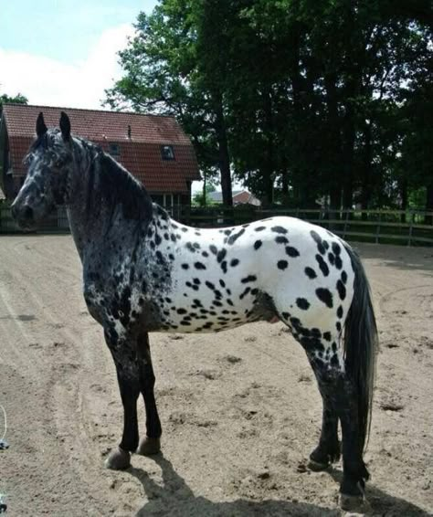 Appaloosa Horses Black, Black Appaloosa Horses, Appolusa Horse, Appaloosa Horses For Sale, Black Appaloosa, Horses Appaloosa, Horse Appaloosa, Leopard Appaloosa, Horse Coat Colors