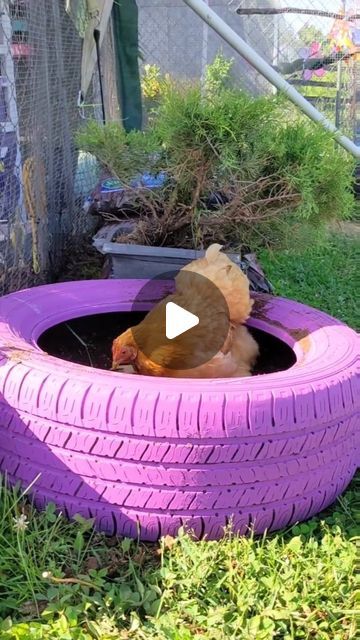 Chicken Run Ideas Toys, Duck Enrichment Ideas, Chicken Coop Color Ideas Paint, Chicken Playground Ideas Diy, Chicken Enrichment Ideas, Chicken Playground Ideas, Chicken Enrichment, Chicken Playground, Candy Animals