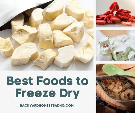 Best Foods to Freeze Dry Home Freeze Dried Food Guide Freeze Dried Food To Sell, Foods To Freeze Dry, Dry Freeze Food, Freeze Dried Eggs, Freeze Drying At Home, Things To Freeze Dry, Healthy Freeze Dried Snacks, Freeze Dry Business, Freeze Dry Meals