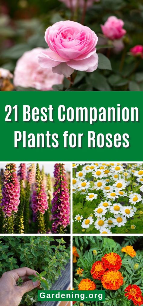 Companion Plants For Roses, Companion Flowers, Rose Companion Plants, Cottage Landscaping, Roses Growing, Rose Garden Ideas, Best Companion Plants, New House Landscaping, Knockout Roses