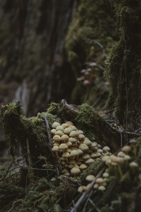 Dark Cottage Core Aesthetic, Mushroom Core, Dark Cottage Core, Mushroom Wallpaper, Cottagecore Mushroom, Forest Core, Thriller Novels, Dark Green Aesthetic, Dark Cottagecore