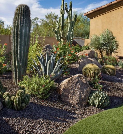 California Gold Rock Landscape, Dessert Landscape Ideas, Southwest Backyard, Desert Landscape Front Yard, Desert Landscape Design, Cactus Garden Landscaping, Xeriscape Front Yard, Xeriscape Landscaping, Arizona Backyard