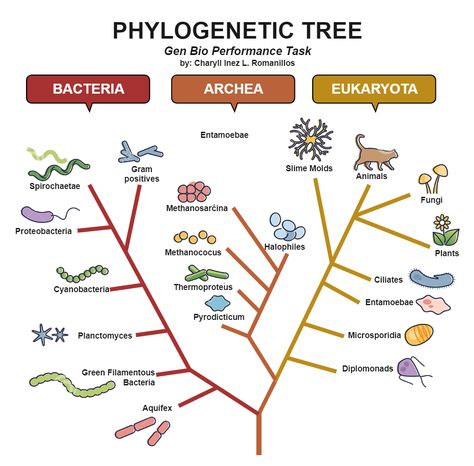 Phylogeny Evolutionary Phylogenetic Tree Phylogenetic Tree Biology, Phylogenetic Tree, Science Diagrams, Study Biology, Evolutionary Biology, Theory Of Evolution, Biology Classroom, Study Flashcards, Ap Biology