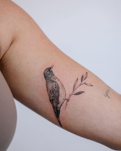 American robin for Kelsey 🖤 Robin Tattoo Black And White, American Robin Tattoo, Robin Tattoo, Tattoo Black And White, American Robin, Tattoo Black, Tat Ideas, Black Tattoos, Tatting