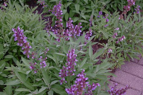 Sage Salvia officinalis Sage and other members of the salvia family are particularly attractive to blue-banded bees. Sage will grow in a container, while the hundreds of varieties of salvia flowers will brighten up your garden with a minimum of care. Salvias also don't tend to get eaten by wallabies or kangaroos if that is a concern for you in your garden. Image Dagny Mol (Flickr) Murraya Paniculata, Australian Native Garden, Native Australians, Bee Garden, Front Yard Garden, Native Garden, Herb Garden, Lawn Care, Front Garden