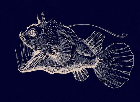 Himantolophus paucifilosus - Football fish on Behance Football Fish, Shark Pictures, Fish Drawing, Fish Illustration, Angler Fish, Fish Drawings, Legendary Creature, Art Appreciation, Fish Art