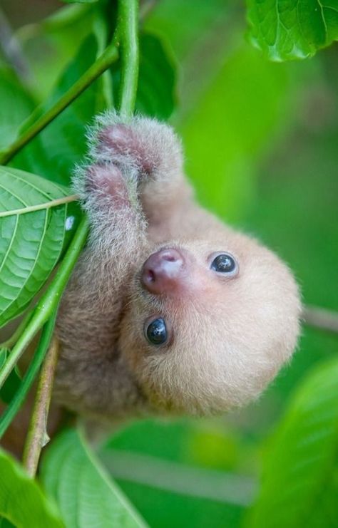 Olivia Animal, Pictures Of Sloths, Sloth Stuff, Cute Sloth Pictures, Sloth Life, Making Books, Hanging Upside Down, Sloths Funny, Baby Sloth