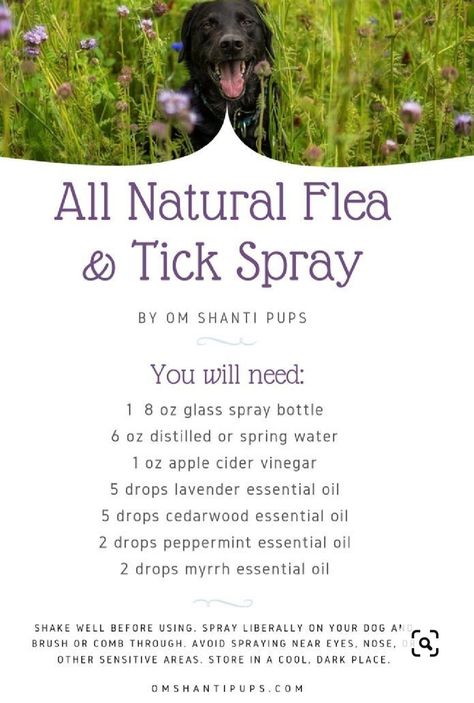 Homemade Flea Spray, Dog Flea Remedies, Essential Oils For Fleas, Flea Remedies, Pet Remedies, Meds For Dogs, Essential Oils Dogs, Flea And Tick Spray, Tick Spray