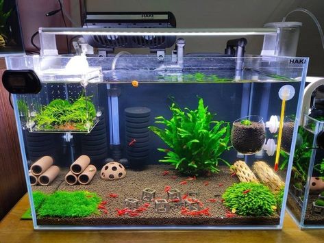 Animal Tank Ideas, Fish Tank Organization, Aquarium For Home, Shrimp Tank Ideas, Aquarium Home Decor, Cool Fish Tank Decorations, Fish Tank Ideas, Tanaman Air, Fish Aquarium Decorations