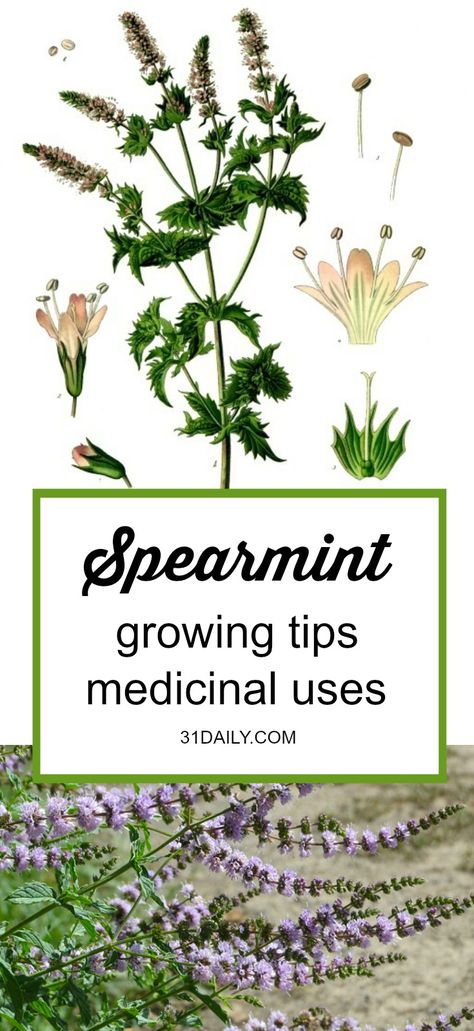 Medicinal Herb: Spearmint -- primarily digestive, used to treat nausea and other stomach ailments. Medicinal Herb: Spearmint | 31Daily.com Types Of Herbs, Herb Gardens, Medicinal Herb, Backyard Garden Landscape, Pea Gravel, Organic Gardening Tips, Healing Herbs, Easy Garden, Growing Herbs