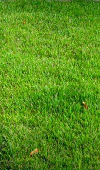 Tall Fescue Vs. Sun And Shade Grass- Know Which Is The Best! Shade Grass Lawn, Fescue Grass Lawn, Tall Fescue Lawn, Fescue Grass Seed, Tall Fescue Grass, Fescue Lawn, Best Grass Seed, Fescue Grass, Tall Fescue