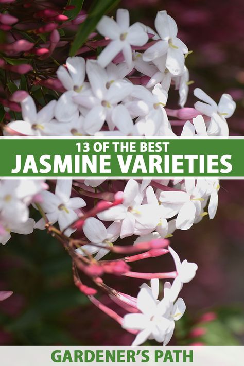 Jasmine Plant Outdoor, Jasmine Climber, Jasmine Bush, Jasmine Vines, Jasmine Tree, Carolina Jasmine, Starry Flowers, Evergreen Climbers, Winter Jasmine