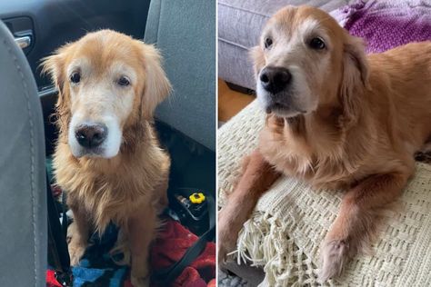 Heartbreak as 14-year-old golden retriever dumped at shelter as owner's boyfriend hated dogs Old Golden Retriever, Flea Infestation, Rescue Workers, Special Girl, Animal Stories, Animals Of The World, The Dog, Animals Beautiful, Pet Adoption