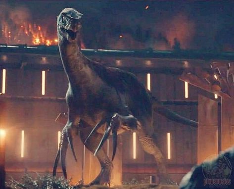 Jurassic world dominion Jurassic Park Raptor, Dino Island, Jurassic World Wallpaper, Jurassic Movies, Jurassic World 3, Jurassic World 2015, Jurassic World Dominion, Jurrasic Park, Dinosaur Images