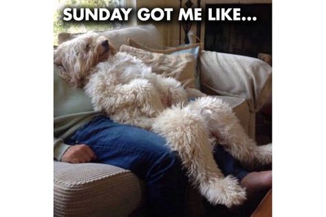 Funny Sunday Memes, Quotes Friendship Funny, Sunday Meme, Friendship Funny, Sunday Humor, Quotes Friendship, Curious Cat, Funny Dog Pictures, Funny Animal Memes