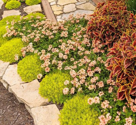 Lemon Coral Sedum, Landscape Beds, Annual Garden, Fall Containers, Buy Plants Online, Peachy Keen, Attract Butterflies, Buy Plants, Shade Plants