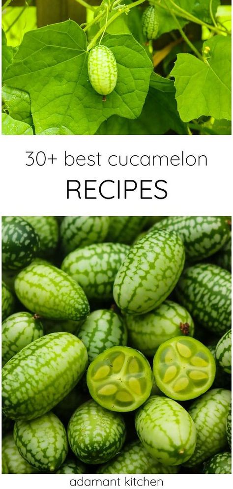 Explore Real Food Recipes & Healthy Recipes with 30+ best cucamelon recipes. From pickled cucamelons to refreshing summer salads and cocktails, these recipes highlight the versatility of these tiny "mouse melon" cucumbers. Discover new ways to enjoy cucamelons. Find more cucamelon recipes, summer vegetables, and cucumber recipes at adamantkitchen.com. Dill Pickled Cucamelons, Horned Melon Recipes, Mouse Melon, Cucamelon Recipes, Gooseberry Recipes, Melon Recipes, Melon Salad, Canning Fruit, Foraging Recipes