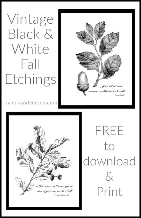 Black and White Vintage Botanical Etchings for Fall Free Botanical Printables, Botanical Printables, White Journal, Free Fall Printables, Fall Placemats, Sunday Inspiration, Printable Vintage Art, Free Vintage Printables, Free Printable Wall Art