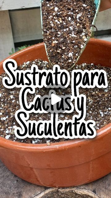 Cactus Y Suculentas, Cactus, Jade, Plants, On Instagram, Instagram, Nature