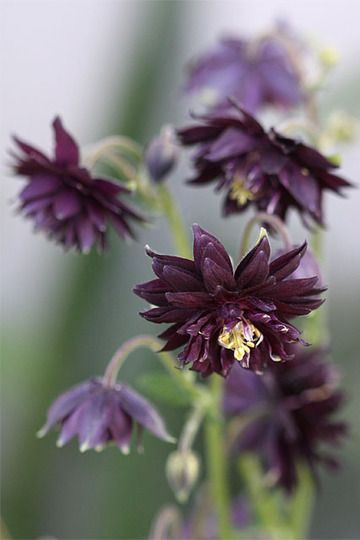 Aquilegia 'Black Barlow' (Aquilegia vulgaris flore plena 'Black Barlow') Aquilegia Black Barlow, Black Barlow, Gardening Photos, Aquilegia Vulgaris, Charlotte Smith, Northwest Garden, Flower Types, Garden Picture, Prairie Garden