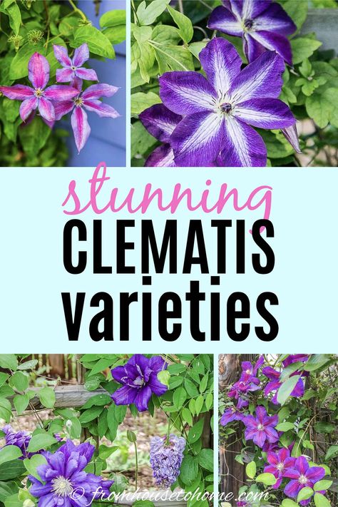 Climbing Perennials, Climbing Plants For Shade, Shade Vines, Climbing Plants Fence, Perennial Flowering Vines, Plants Trellis, Clematis Care, Climbing Plants Trellis, Clematis Varieties