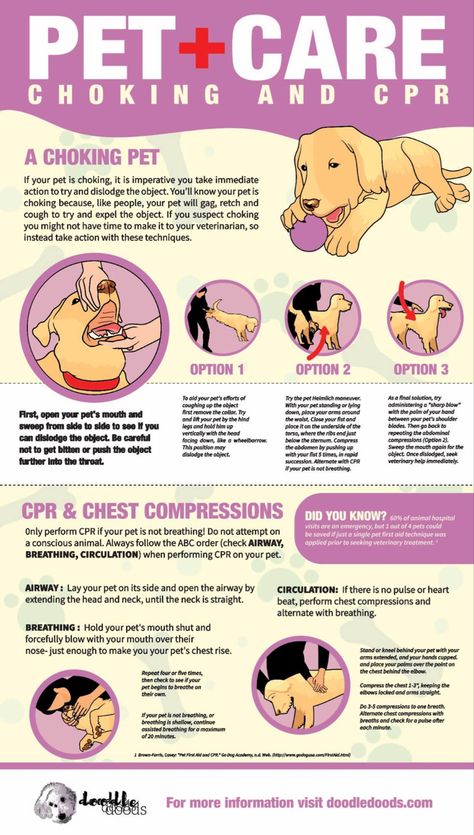 Do you know how to give CPR or the heimlich to your sweet dog? This is information is probably the most important to save. Click to read what signs to watch for with a chocking dog. #doghealthsupplies #doghealthtips #doghealthwellness #doghealthcare #doghealthremedies #dogcaretips #dogcareguide #dogtips #dogdyingsigns #dogsarefamily #dogsandpuppies #dogsoftiktok #dogsofworld Dog Cpr, How To Do Cpr, Heimlich Maneuver, Vet Medicine, Dog Remedies, Dog Died, Dog Health Tips, Dog Information, Dog Health Care