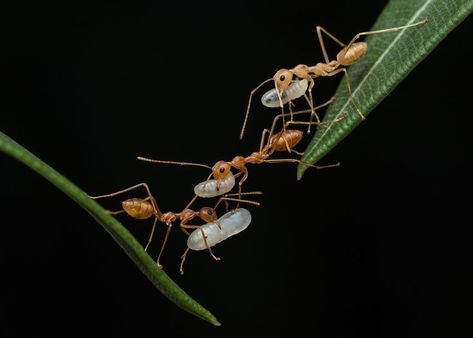 **Finalist – Nature inFocus Photography Contest, 2021**  Padmanava Santra Animal Behaviour  The image shows Weaver #Ants trying to protect and save their eggs. The first clutch of eggs is protected and cared for by the queen. The brood develops into mature worker ants who then aid in taking care of the next clutch and building nests for them.  Barasat, #Kolkata  #NiFPhotographyContest2021 Animal Behaviour, Photography Contest, Photography Contests, Animal Behavior, Arachnids, Kolkata, Ants, Insects, The First