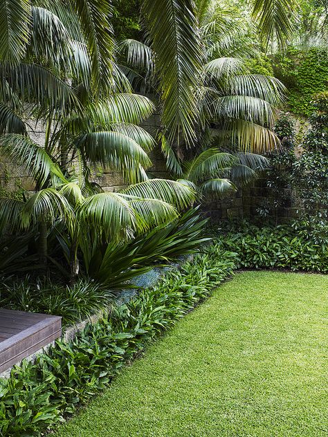 Lawn with modern tropical planting style | by William Dangar & Associates Garden Concept, Tropical Landscape Design, Tropical Garden Ideas, Tropical Garden Design, Tropical Backyard, Front Garden Landscape, Big Backyard, Forest Plants, Landscape Images