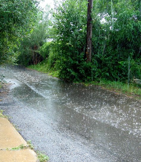 Sunny Rain Shower Songs About Rain, Pictures Of Rain, The Message Bible, Sunny Rain, Telephone Pole, Rainy Mood, Rain And Thunderstorms, Liquid Sunshine, About Rain