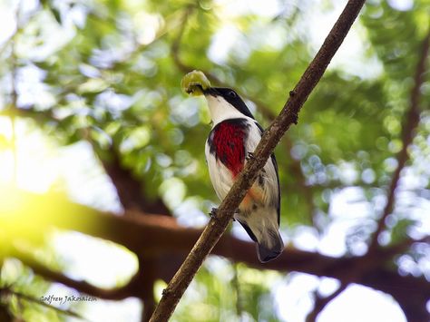 Black-belted Flowerpecker (Dicaeum haematostictum) cebu blackshama Cebu, Black Belt, Bird Feeders, Pet Birds, Birds, Google Search, Outdoor Decor, Animals, Black