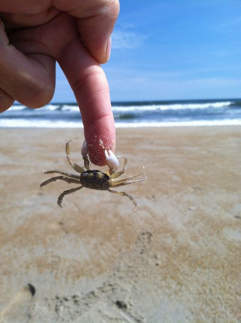 sometimes you just need to let things go... Biology Moodboard, Silly Shark, Ocean Life Photography, Let Things Go, Crab Art, Pinterest Contest, Beach Finds, Ocean Fashion, Ocean Vibes