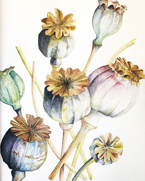 Derwent Graphitint, Stylo Art, Art And Drawing, Seed Heads, Watercolour Inspiration, Watercolor Plants, Japon Illustration, Fall Watercolor, Botanical Watercolor