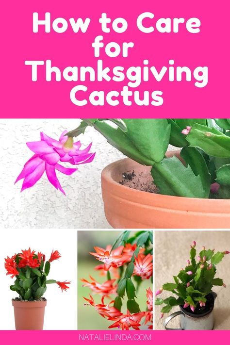 Thanksgiving Cactus Vs Christmas Cactus, Thanksgiving Cactus Care, Thanksgiving Cactus Care Tips, Xmas Cactus, Christmas Cacti, Pruning Christmas Cactus, How To Care For A Christmas Cactus, How To Take Care Of Christmas Cactus, Christmas Cactus Propagation