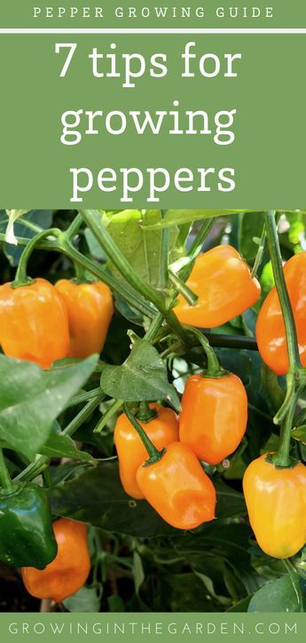 Growing Green Peppers, Spices Garden, Peppers Growing, Pepper Growing, Growing Hot Pepper, Grow Peppers, Vege Garden, Growing Peppers, Regenerative Agriculture