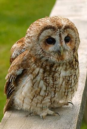 Awesome Owls, Tawny Owl, Hoot Owl, Owl Pictures, Beautiful Owl, Owl Bird, Baby Owls, Owl Art, Barn Owl