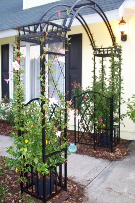 metal arbor at the entry Metal Arbors And Trellises, Iron Pergola, Metal Arbor, The Grounds Of Alexandria, Bar Design Awards, Garden Arbor, Garden Arches, Outdoor Cafe, Garden Gate