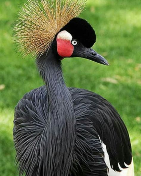 Black Crowned Crane, Crested Crane, Big Iguana, South African Birds, Animal Close Up, Big Birds, Crowned Crane, National Animal, Flamingo Bird