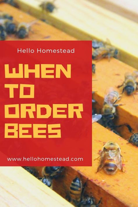 If you want to keep bees, planning ahead is key to getting started. And that starts with knowing the answer to an important question: When should you order bees? #bees #planting #outdoors Keeping Bees In The City, Miraculous Au, Drone Bee, Humble Bee, Big Bee, Beekeeping Equipment, Bee Colony, Bee Boxes, Bee Photo