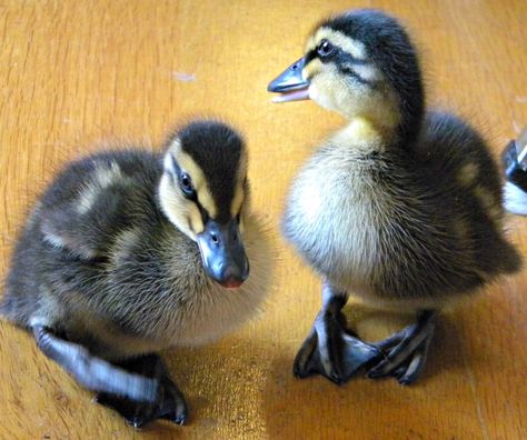 What I Have Learned About Rouen Ducklings as a Newb | Anna Banana ... Farm Ducks, Rouen Duck, Make Way For Ducklings, Backyard Ducks, Duck Breeds, Duck Farming, Urban Backyard, Anna Banana, Mini Farm