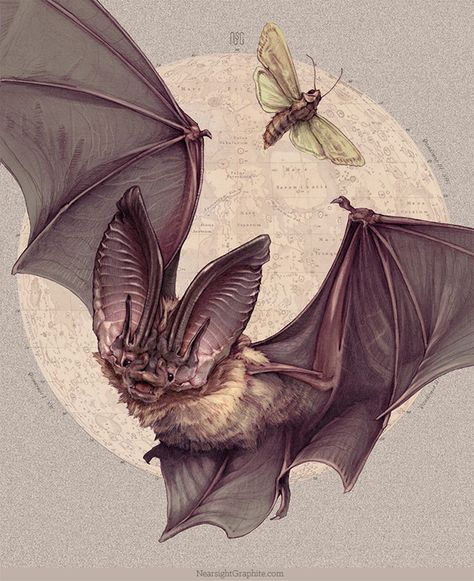 Tattoo Crane, Bats Tattoo Design, Bat Species, The Night Shift, Bat Art, Bat Tattoo, Portraiture Painting, Natural Pest Control, Vampire Bat