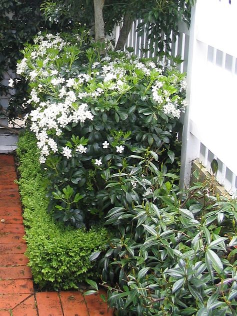 Layered hedges - Mexican Orange Blossom in flower, Choisya ternata; Buxus hedge; and Chinese Star Jasmines as a soft mounding groundcover hedge. Designed by HEDGE Garden Design & Nursery. Choisya Ternata, Small Backyard Garden Design, Garden Hedges, Small Backyard Gardens, Garden Wallpaper, Garden Shrubs, Backyard Garden Design, Chelsea Flower Show, White Gardens