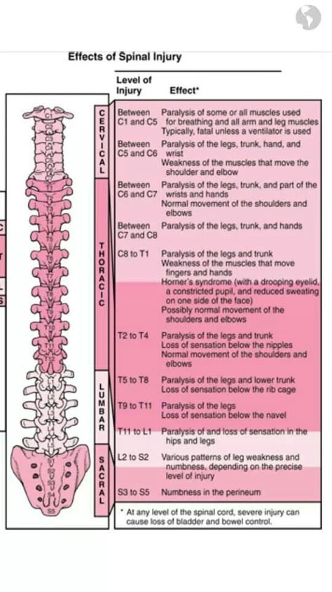 Sci Spinal Injury, Nursing School Survival, Nursing School Studying, Nursing School Tips, Medical School Studying, Nursing School Notes, Medical Terminology, Medical Anatomy, Nursing Tips